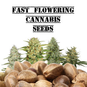 Fast Flowering Cannabis Seeds
