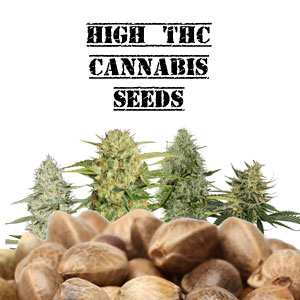 High THC Cannabis Seeds