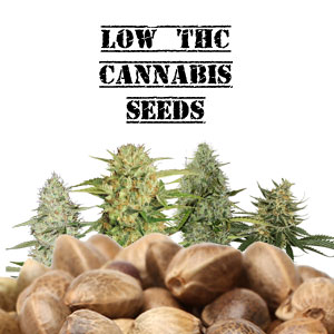 Low THC Cannabis Seeds