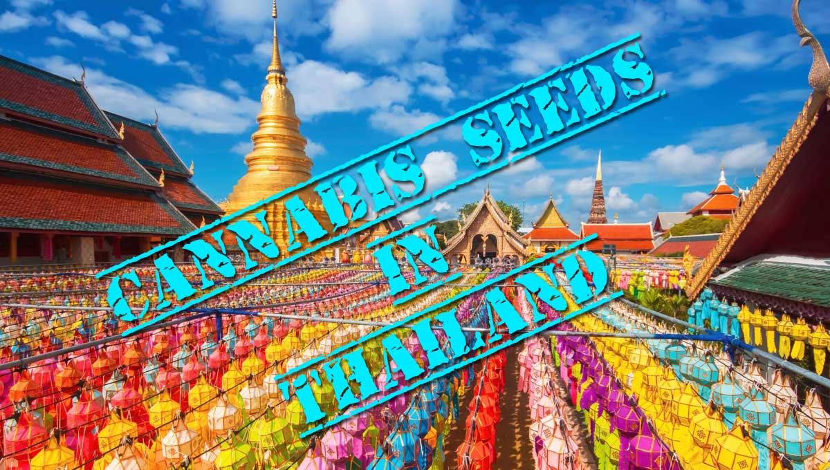 Cannabis Seeds in Thailand